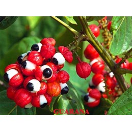 Belle&Bio Guarana Bio 120 Capsule, scade oboseala, inlocuitor cafea Beneficii Guarana Bio: creste dorinta sexuala, inhiba apetit